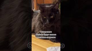 Слабонервным не смотреть #животные #приют #кошки