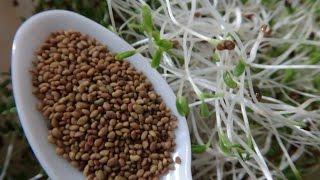 How To Grow Alfalfa Sprouts - Cheap Easy Method