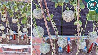Idea to Grow Melon in Container from Seed to Harvest | Reuse Soil