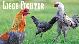 All about the Liege Fighter: the gentle giant of chickens