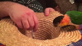 Caique Playing With A Hat And Some Fabric