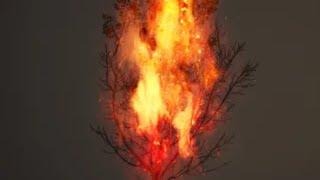 The Burning Bush From The Bible Explained