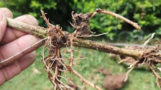 Easy And Fast Way To Propagate Grape Vine - Rooting Grape Plant By Layering Method