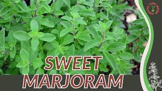 How to grow SWEET MARJORAM in 1 Minute (History, Growing, Nutrition, Companion Planting!)