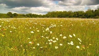 Relaxing nature | Close up 55 minute meadow animals experience (No Voiceover or Music)