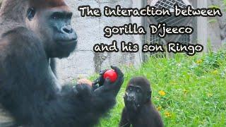 小金剛Ringo與溫柔爸爸迪亞哥Baby gorilla Ringo and his gentle dad Ｄ'jeeco