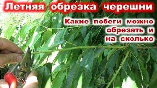 ЛЕТНЯЯ ОБРЕЗКА ЧЕРЕШНИ подробно для начинающих