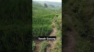 Indahnya alam dan sawah pegunungan