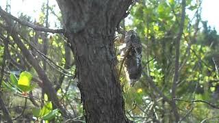 Τερέτισμα του Λυριστή του πληβείου (Lyristes plebejus)