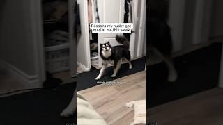 my husky is mad at me already this year #husky #huskies #dogvideos