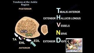 Tendons At The Ankle Region - Everything You Need To Know - Dr. Nabil Ebraheim