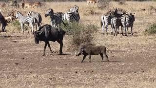 Wildebeest vs. Warthog: Who Will Back Down?!