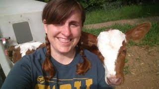 Bull Calves/ Heifer Calves; What do we do with the calves on our farm