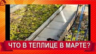 ТЕПЛИЦА, что там? конец марта удивил