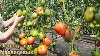 Разнообразие сортов томатов.  Про развитие кустов, уход и урожай, для начинающих