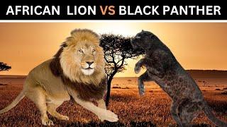 African Lion VS Black Panther( Black Jaguar and leopard) Which one Would Win?