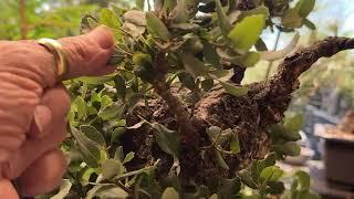 Patricia O'Connor, The Bonsai Balcony: Mid Summer pruning.