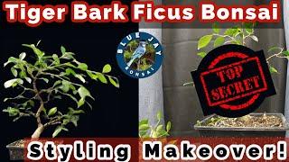 Tiger Bark Ficus Bonsai Styling Makeover