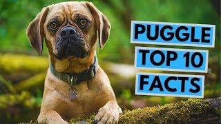 Puggle dog - TOP 10 Interesting Facts
