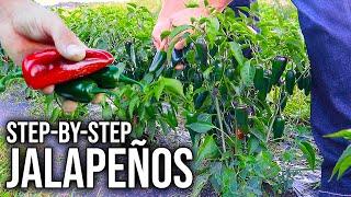 How to Grow Loads of Jalapeños at Home Easily [Seed to Harvest]