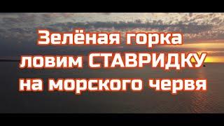 Зелёная горка.Ловим СТАВРИДКУ на морского червя.