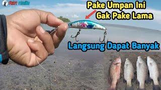 CASTING KAKAP SAAT SURUT LANGSUNG DAPAT BANYAK || Mancing Barramundi