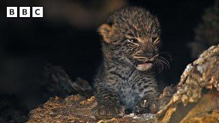 Rare first glimpse of newborn leopard cubs   - BBC