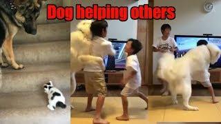 This Video Will Melt Your Heart Dogs Video