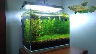 3 Months Update - New Fish (Sparkling Gourami) No filter, No CO2, NO Ferts 5 Gallon Nano Tank