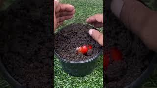 Graftting of Capsicum tree easily.