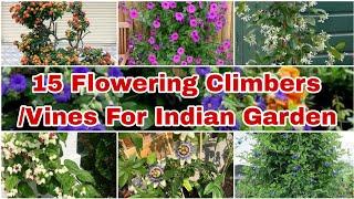 15 Best Flowering Climbers /Flowering Creepers for Indian Garden. Flowering Climber Plant