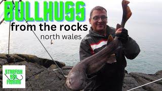 Bull Huss and Conger fishing in North Wales.