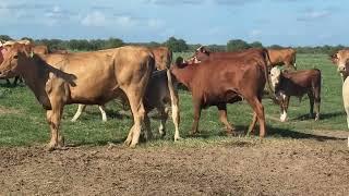 Brahman sired Heifers out of Red Angus composite cows. The calves are sired by Red Brangus Bulls.