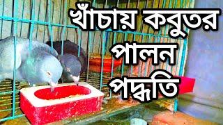 খাঁচায় কবুতর পালন পদ্ধতি।। কবুতর পালন পদ্ধতি।। kobutor history.