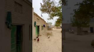 Real Simple Village Life in Punjab Pakistan #villagelife  #shorts