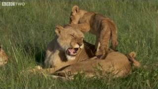 Lion Cubs Suckling - The Truth About Lions, Preview - BBC