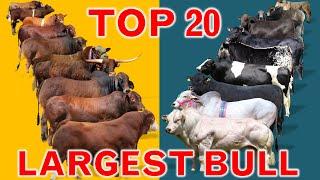 Top 20 Largest Cattle Breeds in The World  | Country's  Large Bulls Breed | World's Best Bull