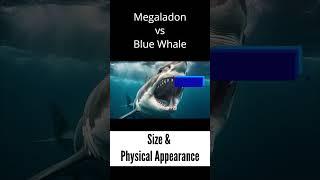 Megaladon Size & Physical Appearance - Megaladon vs Blue Whale - #megaladon #shark #bluewhales