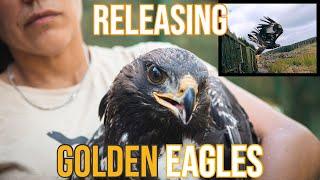 Releasing golden eagles - South of Scotland golden eagle project, part 2