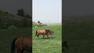 Новорожденный жеребчик кабардинской породы. Первые шаги жеребенка .