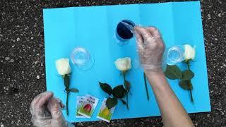 Как растения пьют воду? Наглядный эксперимент с розами. Розы меняют цвет. Екатерина Каримуллина.