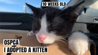 Driving 3 hours to pick up my cat OSPCA | I adopted a cat during quarantine AdoptDontShop | CNDVLOG5