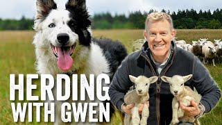 14 Month Old Border Collie Sheepdog Demonstration & Commands - Adam Henson