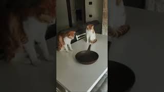 Cats play roulette with a frying pan 