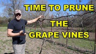 Mastering The Art Of Pruning Grape Vines: A Step-by-step Guide