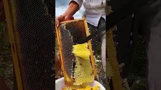 Beekeeper collect honey #beekeeping #short