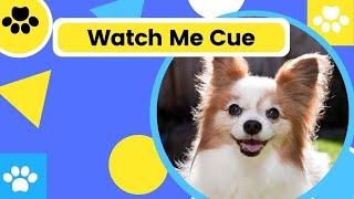 Teach Your Dog To Focus, Watch and Look | Dog Training Focus Training Video