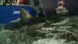Shark Tracking Data Made Available Online