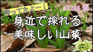 【山菜・キノコ採り 2024⑤】待ってたよー！身近で採れる美味しい山菜