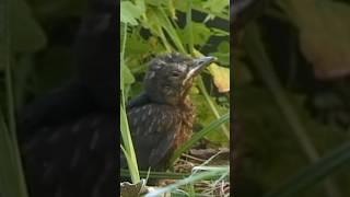 Blackbird chicks in the Garden